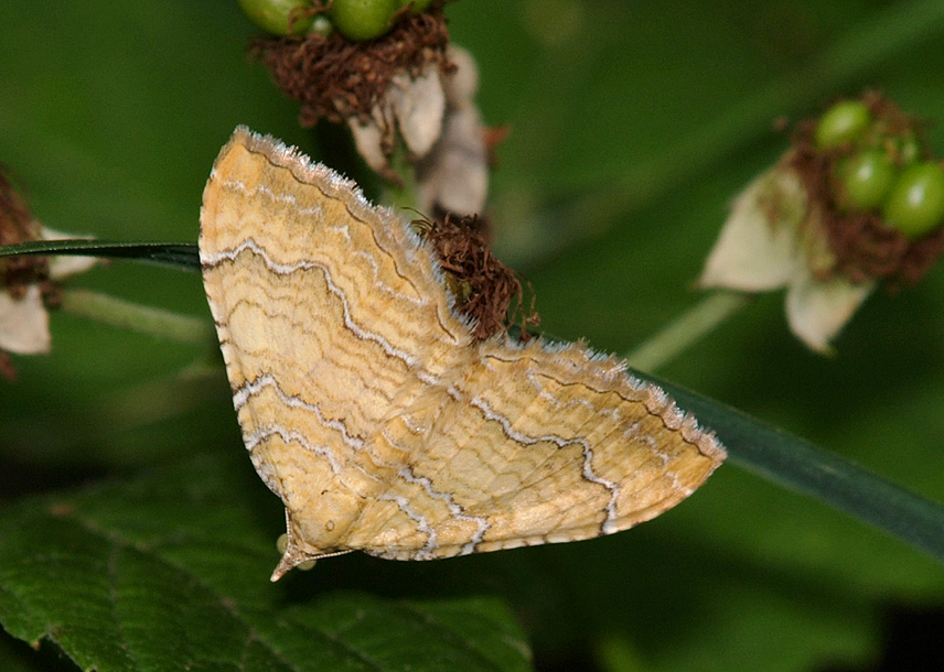 Epirrhoe alternata e Camptogramma bilineata